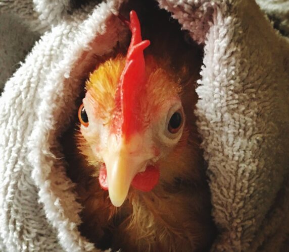 Chicken Bumblefoot Surgery and Treatment (Advisory: Graphic Photos)
